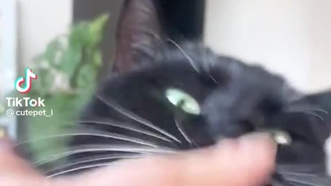 Funny Cat Video