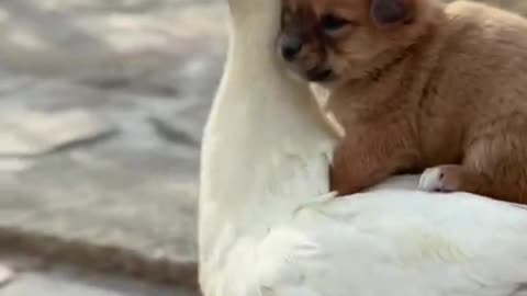 Cute little puppy and duck 🦆 😍 😊