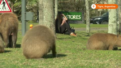 Capybaras move into residential area in Argentina