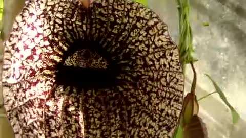 Aristolochia grandiflora pollination by flies