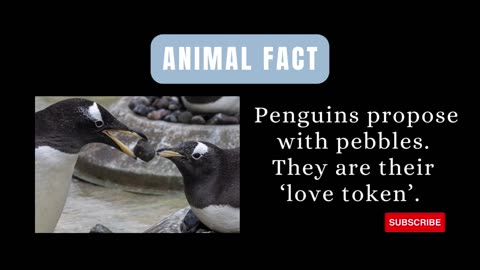 Animal Fact: Adorable Penguin Proposals: Pebbles and True Love! 🐧💍