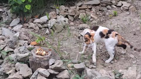 Decorated cute cat eats food. This cat is so cute.