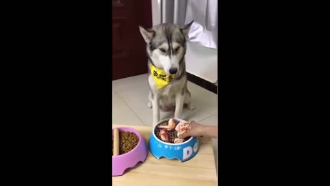 Compilation Video of Dogs' Funny Antics