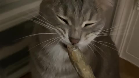The sound of cats eating