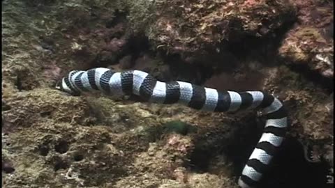 The banded snake krait (Laticauda colubrina) videotaped feeding on an eel