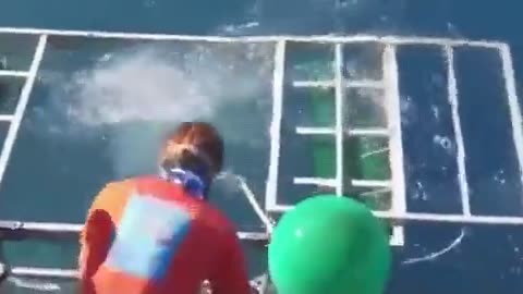 Watch as a stranger survives when a shark enters his divers cage