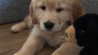 Irresistible puppy cuddling her teddy