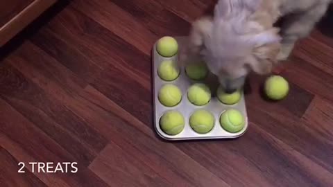 4-month-old Golden Retriever solves DIY puzzle with ease!
