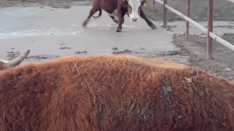 Cow Goes Ice Skating