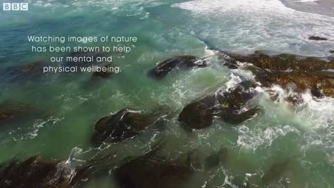 Stunning Underwater Kelp Forests | The Wild Place | BBC Earth