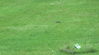 Family of Groundhogs invading my property