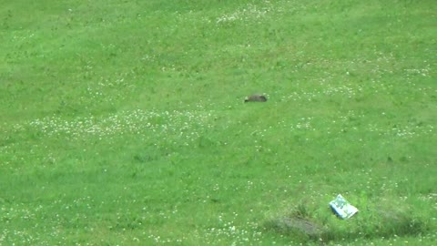 Family of Groundhogs invading my property