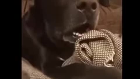 Dog's PRICELESS Reaction hearing the neighbour dog is pregnant