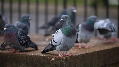 Pigeons Sound | Free Sound Effects | Animal Ringtones