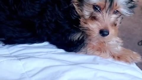 Cute Puppy Yorki being a alarm clock