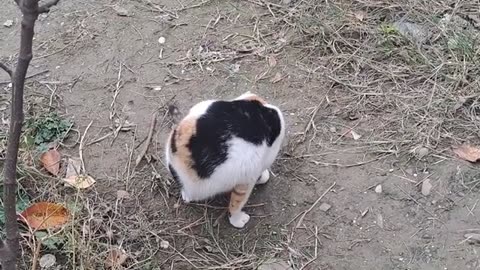 A cute kitten is walking in the yard.