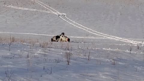 Predator Pressure (Coyotes), Livestock Guardian Dogs and Training - Winter Farming in MN