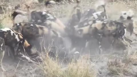 Pack Power: A Wild Dog Hunt🐾🐗👀😮
