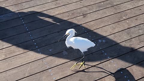 Egret walking around the pier