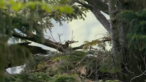 The Golden eagle Master of the sky full documentary