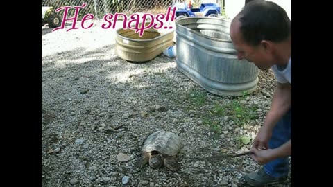 IT Was A Big Snapping Turtle