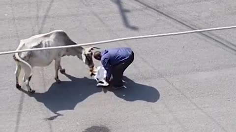 Man helps mama cow move calf off road... 🥲