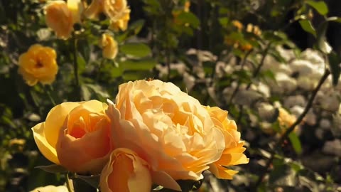 A beautiful yellow rose