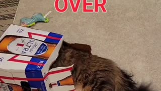 When The Party's Over (Featuring Petunia The Norwegian Forest Cat)