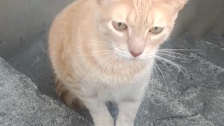 Pretty orange cat on a ladder