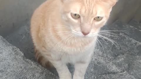 Pretty orange cat on a ladder