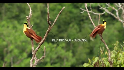 Tanah Papua: A Paradise for Birds