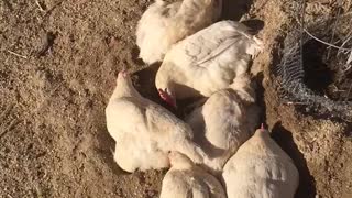 Chicken dirt bath