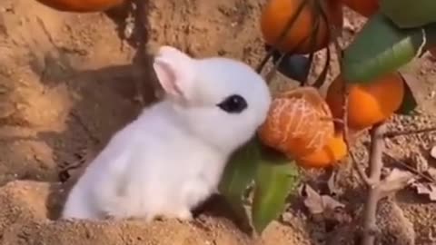 Best Funny Animal Videos of the, funniest animals ever. relax with cute animals video