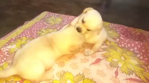 Puppies Are Fighting But Mom Knows How To Stop Them