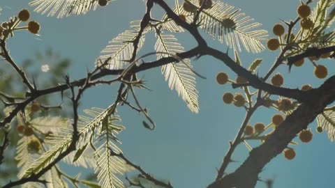 Tree with yellow flowers IN NATURE