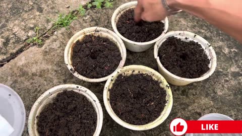 Growing red pumpkins in old paint cans