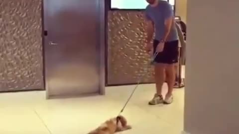 Tired puppy, owner dragged it on the ground