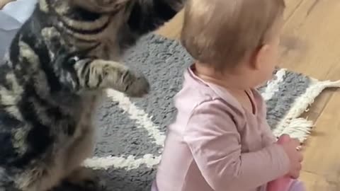 funny video of cat and baby,