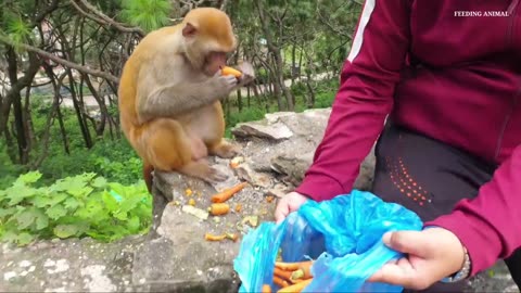 Feeding carrot beans and radish to the hungry monkey 🐵🙂