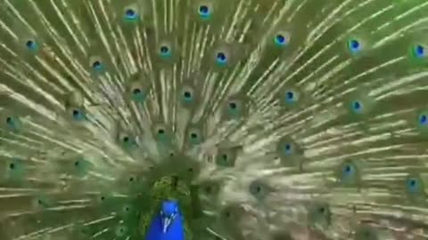 Beautiful scenery with peacock