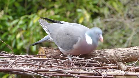 Dove pink