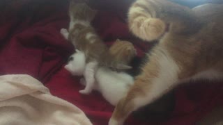 Mom Returning To Her Babies, Four Cutest Kittens