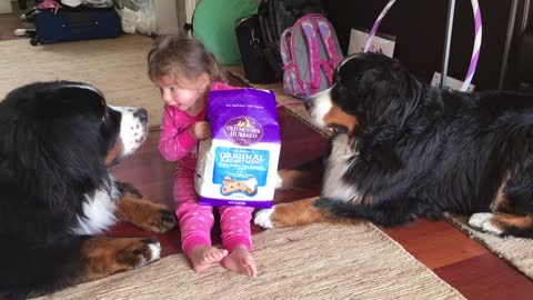 Giant dogs patiently wait for toddler to deliver treats
