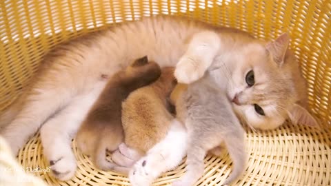 Cats get pampered by their mum ❤️❤️❤️