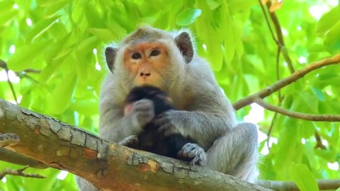 Monkey mother is weaning her baby on the high tree.