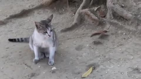 Confused cat