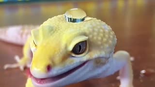 Gecko's Skin Repels Water