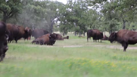 Herd of buffaloes