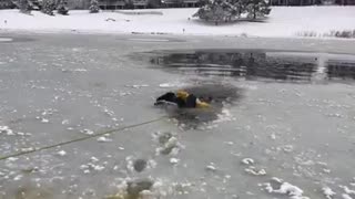 Firefighters rescue dog trapped in ice