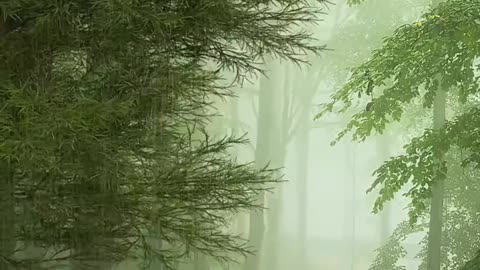 Beautiful Rain Scene | Rain video status | Rainy Season Status | Rain Feel | Videos Hub